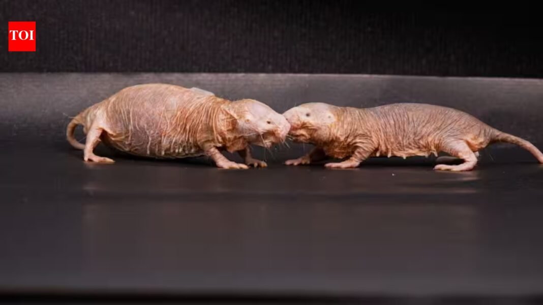 Scientists found a chemical that helps naked mole-rat queens stop other females from reproducing; removing it triggered a colony power struggle | Scientists found a chemical that helps naked mole-rat queens stop other females from reproducing; removing it triggered a colony power struggle |
