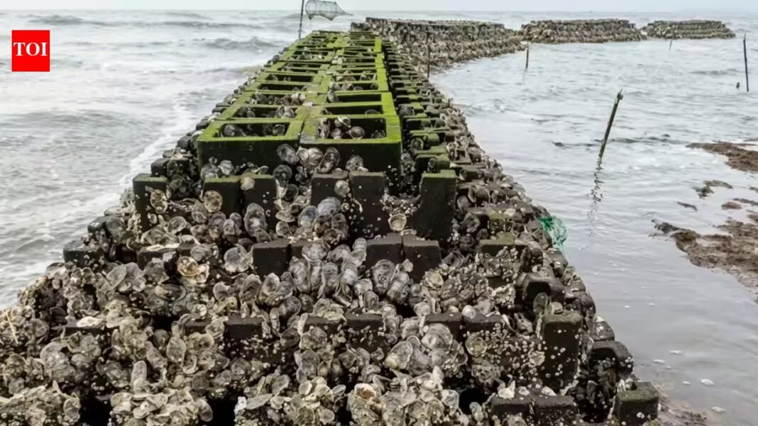 In 2015, New Jersey began installing 40 oyster reefs along about 800 metres of Gandy’s Beach; the structures later supported more than 800 live oysters per square metre and cut storm-wave height by up to 51% In 2015, New Jersey began installing 40 oyster reefs along about 800 metres of Gandy’s Beach; the structures later supported more than 800 live oysters per square metre and cut storm-wave height by up to 51%