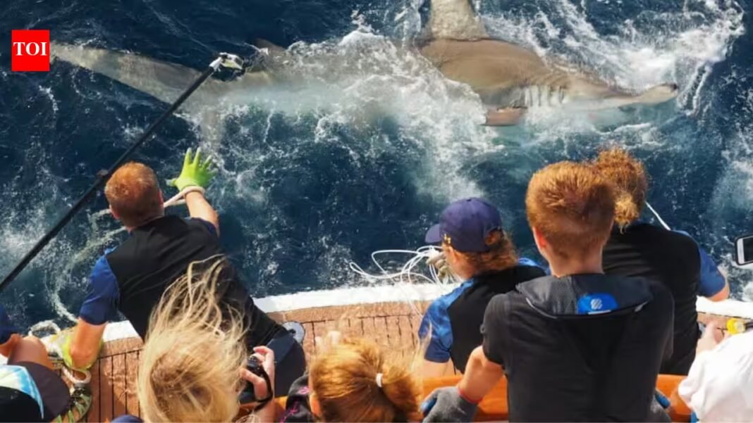 Two sisters turned their childhood love of the ocean into a 65-foot research yacht; students now tag sharks and study plankton alongside marine scientists | Two sisters turned their childhood love of the ocean into a 65-foot research yacht; students now tag sharks and study plankton alongside marine scientists |