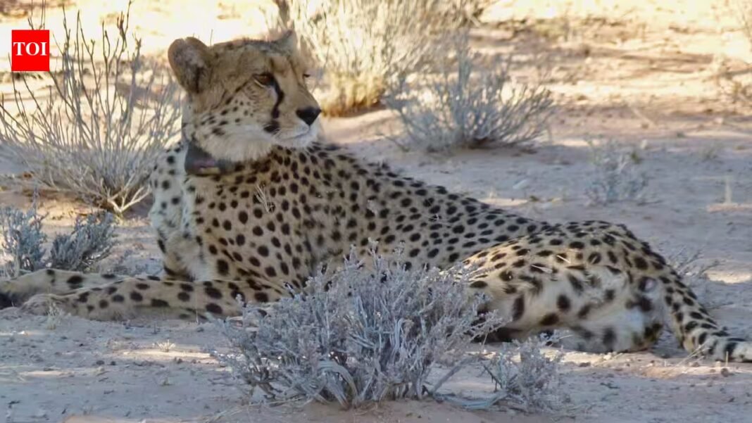 Cheetahs disappeared from Zambia’s Greater Luangwa for nearly 30 years; six are back as conservationists rebuild the ecosystem | Cheetahs disappeared from Zambia’s Greater Luangwa for nearly 30 years; six are back as conservationists rebuild the ecosystem |