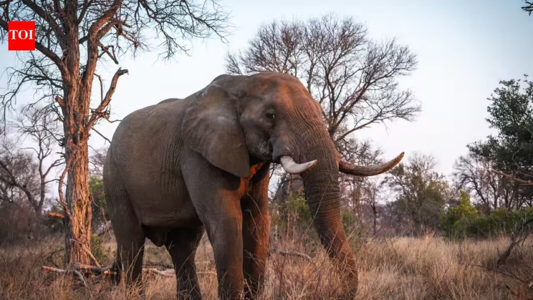 This African park was once called a “silent graveyard” after war wiped out its wildlife; 37 rhinos have returned and produced seven calves | This African park was once called a “silent graveyard” after war wiped out its wildlife; 37 rhinos have returned and produced seven calves |