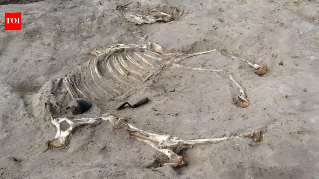 3,000-year-old horse buried inside ancient Egyptian fortress may have been a chariot animal; rare discovery, Ramesses II and Libyan prisoner tablets also found 3,000-year-old horse buried inside ancient Egyptian fortress may have been a chariot animal; rare discovery, Ramesses II and Libyan prisoner tablets also found