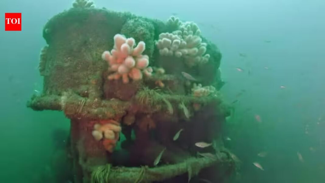 In 2014, a ship carrying 32 million illegal cigarettes was sunk off Ireland; 12 years later, authorities observed it has been colonised by barnacles, sponges, sea squirts and fish In 2014, a ship carrying 32 million illegal cigarettes was sunk off Ireland; 12 years later, authorities observed it has been colonised by barnacles, sponges, sea squirts and fish