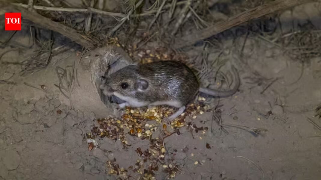 In 1993, California’s thumb-sized Pacific pocket mouse was rediscovered after being thought extinct; 33 years later, 530+ have been reintroduced and a third reintroduced population established In 1993, California’s thumb-sized Pacific pocket mouse was rediscovered after being thought extinct; 33 years later, 530+ have been reintroduced and a third reintroduced population established