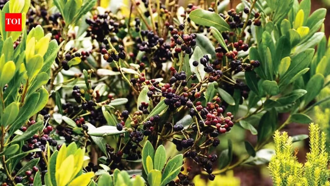 Faya was brought to Hawaii for its berries and later used in reforestation; by 1937, it was considered invasive and was threatening native plants | Faya was brought to Hawaii for its berries and later used in reforestation; by 1937, it was considered invasive and was threatening native plants |