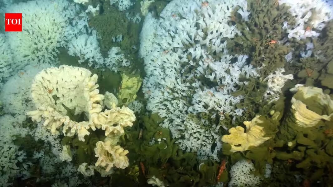 In 1987, ancient glass sponge reefs were found alive off Canada’s Pacific coast in B.C.’s Hecate Strait after being thought extinct for 40 million years; they survive today in three sounds In 1987, ancient glass sponge reefs were found alive off Canada’s Pacific coast in B.C.’s Hecate Strait after being thought extinct for 40 million years; they survive today in three sounds