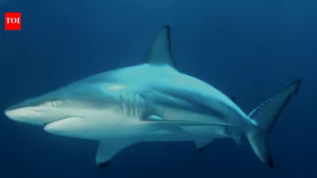 Wild blacktip sharks can hear sounds from nearly 250 feet away and pinpoint where they come from; Florida experiments reveal how the predators locate sound underwater Wild blacktip sharks can hear sounds from nearly 250 feet away and pinpoint where they come from; Florida experiments reveal how the predators locate sound underwater