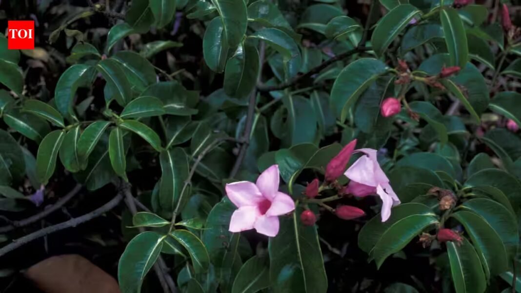 During World War II, Australia cultivated an invasive Madagascar vine for rubber; it later became one of Queensland’s worst weeds | During World War II, Australia cultivated an invasive Madagascar vine for rubber; it later became one of Queensland’s worst weeds |