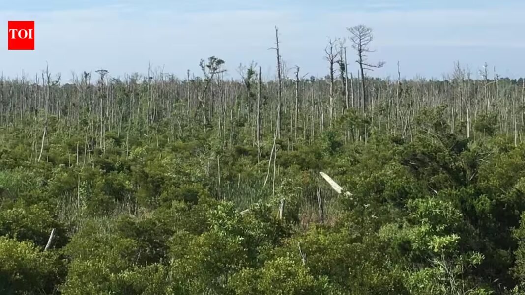 North Carolina lost about 21% of its coastal forests between 1985 and 2021, roughly 64,220 hectares; researchers found the decline accelerated after 2010 as marsh, ghost forest and shrubs replaced trees North Carolina lost about 21% of its coastal forests between 1985 and 2021, roughly 64,220 hectares; researchers found the decline accelerated after 2010 as marsh, ghost forest and shrubs replaced trees