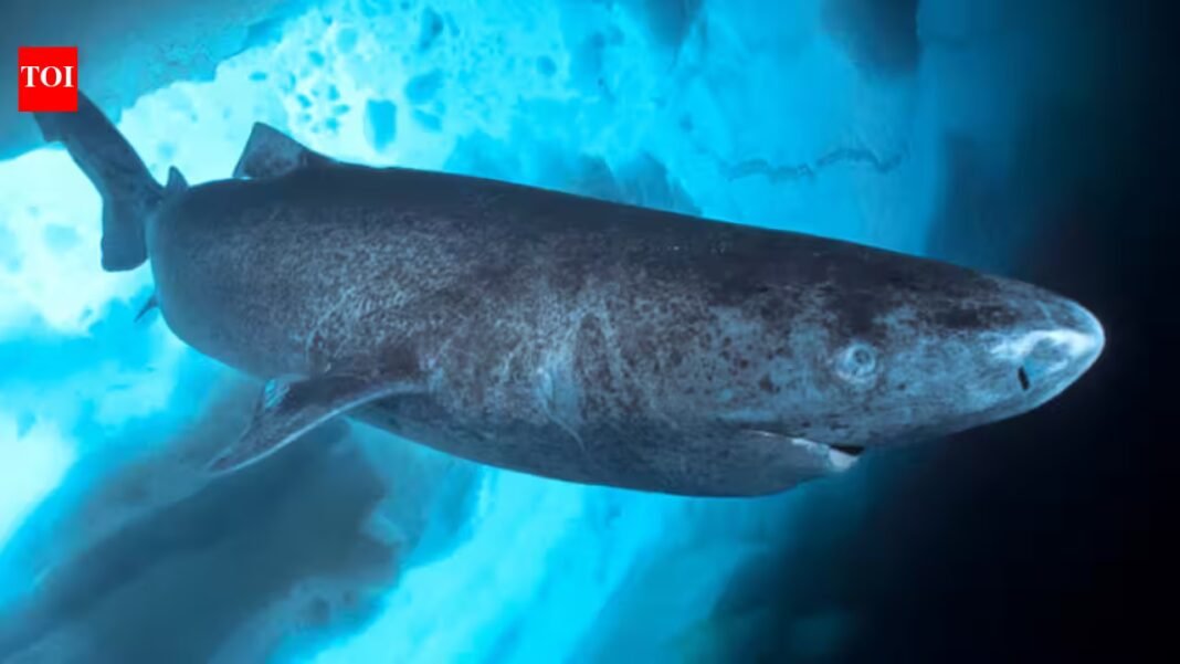 Greenland fishers propose $45 bounty per heart to cull 1,000 sharks that can live 400 years; then the plan was halted after the government questioned its legality | Greenland fishers propose $45 bounty per heart to cull 1,000 sharks that can live 400 years; then the plan was halted after the government questioned its legality |