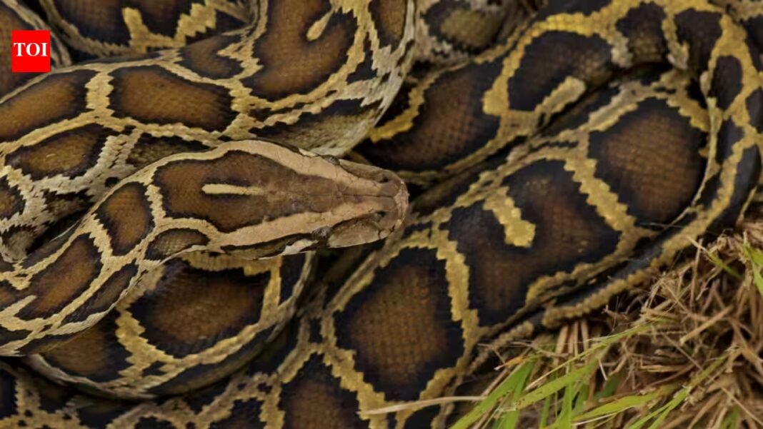 Burmese python males undergo a dramatic seasonal hormone shift before breeding; scientists tracked testosterone and corticosterone in Florida snakes | Burmese python males undergo a dramatic seasonal hormone shift before breeding; scientists tracked testosterone and corticosterone in Florida snakes |