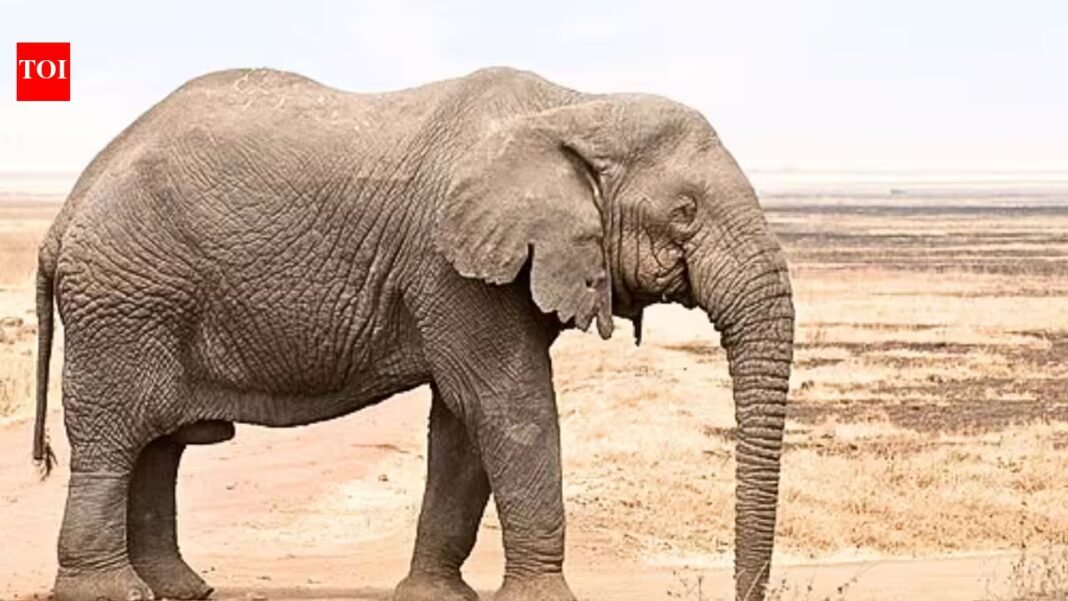 Scientists find African elephants can distinguish visual clues linked to food quantity up to 5 metres away; beyond that, smell may guide their foraging choices | Scientists find African elephants can distinguish visual clues linked to food quantity up to 5 metres away; beyond that, smell may guide their foraging choices |