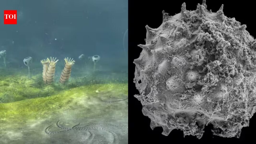 A new Oxford-led study suggests animal life may have begun 700 to 800 million years ago, up to 200 million years earlier than the clearest fossil record and possibly before Snowball Earth A new Oxford-led study suggests animal life may have begun 700 to 800 million years ago, up to 200 million years earlier than the clearest fossil record and possibly before Snowball Earth
