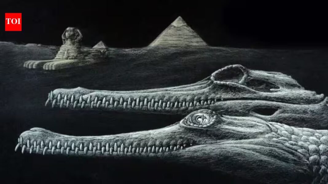 Scientists identified a new extinct crocodile species from the same Egyptian rocks used to build the Great Sphinx; even the fossil is missing the tip of its snout, echoing the monument Scientists identified a new extinct crocodile species from the same Egyptian rocks used to build the Great Sphinx; even the fossil is missing the tip of its snout, echoing the monument