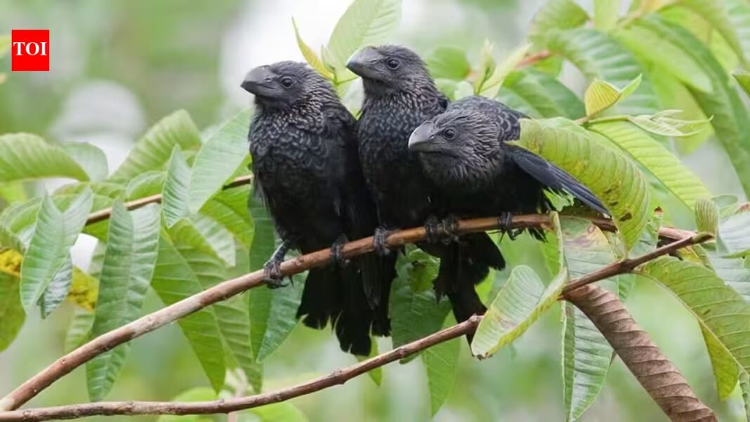 Farmers brought this bird to the Galapagos to control cattle ticks; after one El Nino, thousands of them appeared across the islands replacing native birds | Farmers brought this bird to the Galapagos to control cattle ticks; after one El Nino, thousands of them appeared across the islands replacing native birds |
