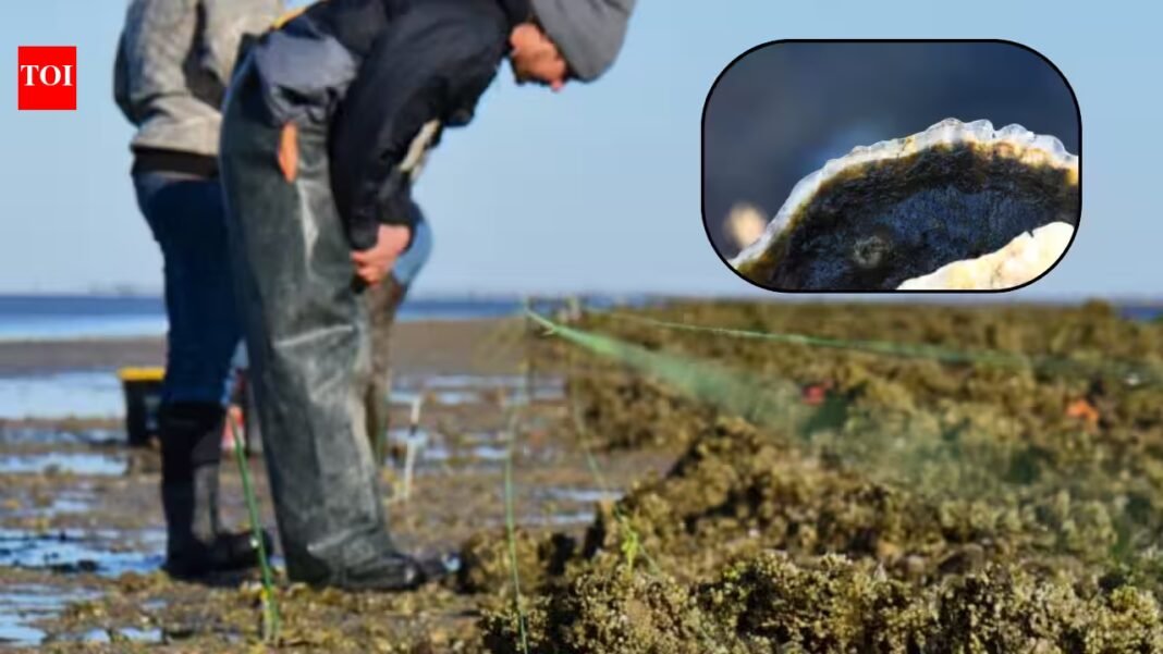 Florida rebuilt a degraded offshore oyster reef with dolomite limestone in 2018; within six months live-oyster density rose from near zero to 91 per square metre, and by year five it had reached 244 Florida rebuilt a degraded offshore oyster reef with dolomite limestone in 2018; within six months live-oyster density rose from near zero to 91 per square metre, and by year five it had reached 244