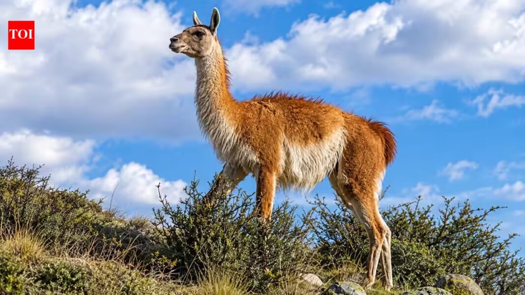 15 guanacos were taken to a remote Falklands island in the 1930s; their descendants kept their genetic diversity through two severe population crashes | 15 guanacos were taken to a remote Falklands island in the 1930s; their descendants kept their genetic diversity through two severe population crashes |