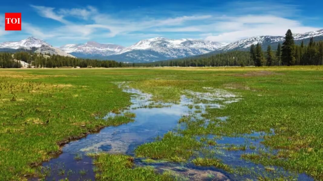 Scientists planted 40,000 native seedlings in Yosemite’s damaged Tuolumne Meadows; three years later, soil organic matter was improving, but the meadow was still losing more carbon than it gained Scientists planted 40,000 native seedlings in Yosemite’s damaged Tuolumne Meadows; three years later, soil organic matter was improving, but the meadow was still losing more carbon than it gained