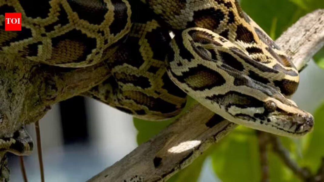 US scientists are testing drones to find hidden Burmese pythons across the Everglades; airborne radio-tracking could make surveys faster and safer | US scientists are testing drones to find hidden Burmese pythons across the Everglades; airborne radio-tracking could make surveys faster and safer |