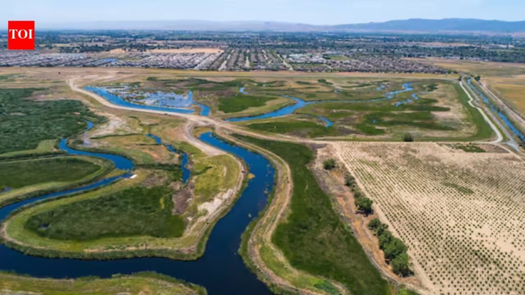 California restored former grazing land at Dutch Slough into tidal marsh; between 2020 and 2025 Marsh Wren density jumped from 0.15 to 18.47 birds per hectare, an increase of more than 12,000% California restored former grazing land at Dutch Slough into tidal marsh; between 2020 and 2025 Marsh Wren density jumped from 0.15 to 18.47 birds per hectare, an increase of more than 12,000%