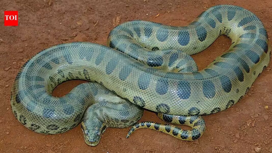 A 100-kg green anaconda can almost vanish in the Amazon; scientists found giant snakes hiding under logs, leaf matter, vegetation, and riverbanks | A 100-kg green anaconda can almost vanish in the Amazon; scientists found giant snakes hiding under logs, leaf matter, vegetation, and riverbanks |