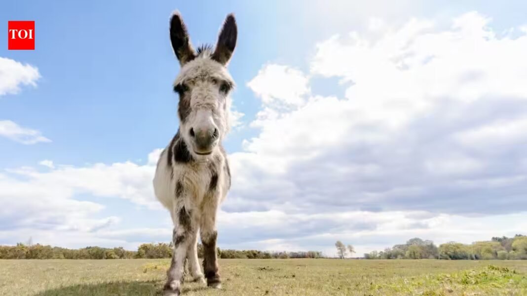 In 2015, researchers began tracking wells dug by wild horses and donkeys in Arizona’s Sonoran Desert; by 2018, they found some supplied up to 74% of available surface water and were used by 57 vertebrate species In 2015, researchers began tracking wells dug by wild horses and donkeys in Arizona’s Sonoran Desert; by 2018, they found some supplied up to 74% of available surface water and were used by 57 vertebrate species