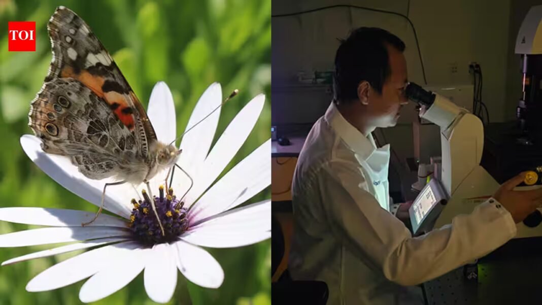 UC San Diego biologists identified the genetic switch that gave butterflies an extra light-detecting cell in their eyes, expanding their colour vision beyond imagination UC San Diego biologists identified the genetic switch that gave butterflies an extra light-detecting cell in their eyes, expanding their colour vision beyond imagination