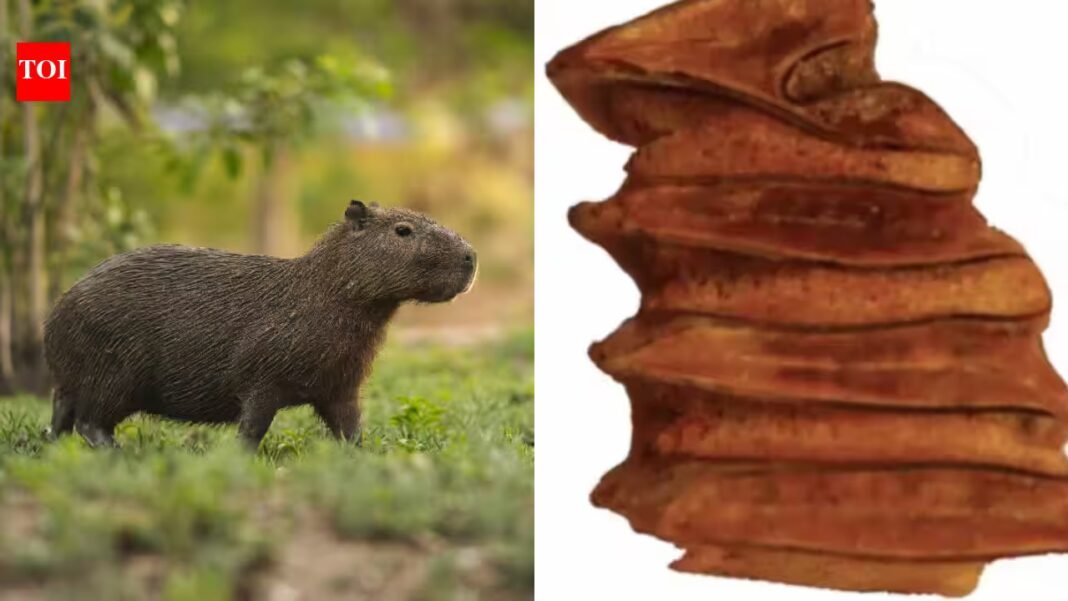 Scientists found a 9-million-year-old capybara relative’s tooth in Chile’s Atacama Desert, one of Earth’s driest places; the water-loving animal adds evidence that the region once supported wetlands and a much wetter climate Scientists found a 9-million-year-old capybara relative’s tooth in Chile’s Atacama Desert, one of Earth’s driest places; the water-loving animal adds evidence that the region once supported wetlands and a much wetter climate