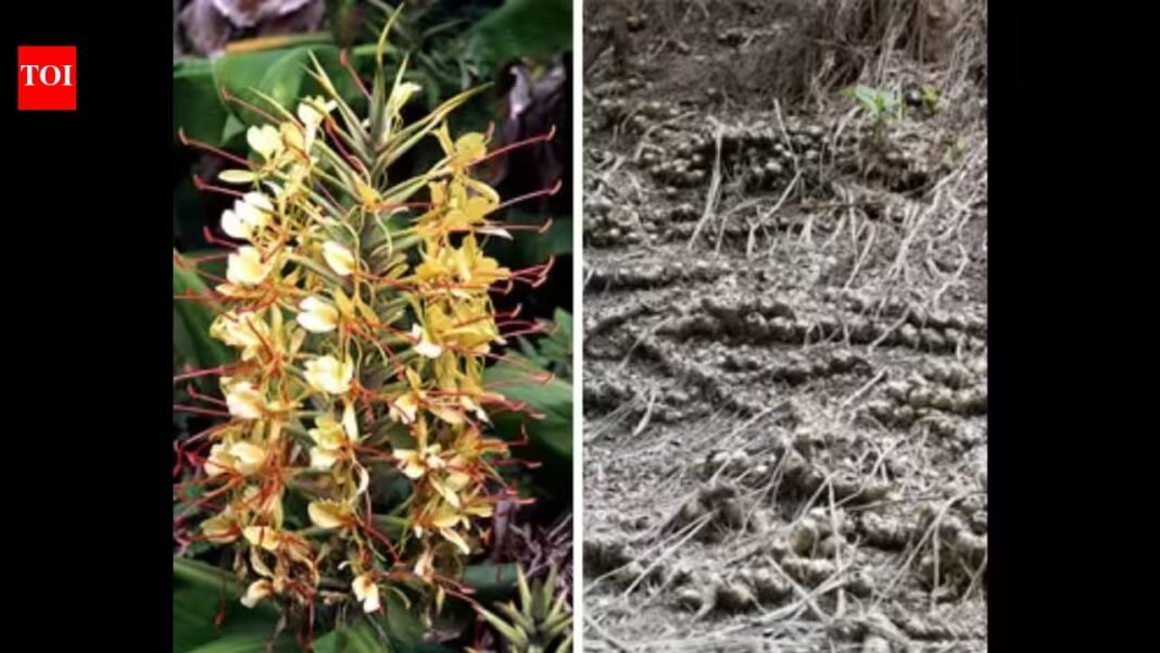 Hawaii introduced Himalayan ginger as an ornamental in the 1940s; the seven-foot plant now forms dense thickets that stop native tree seedlings from growing | Hawaii introduced Himalayan ginger as an ornamental in the 1940s; the seven-foot plant now forms dense thickets that stop native tree seedlings from growing |