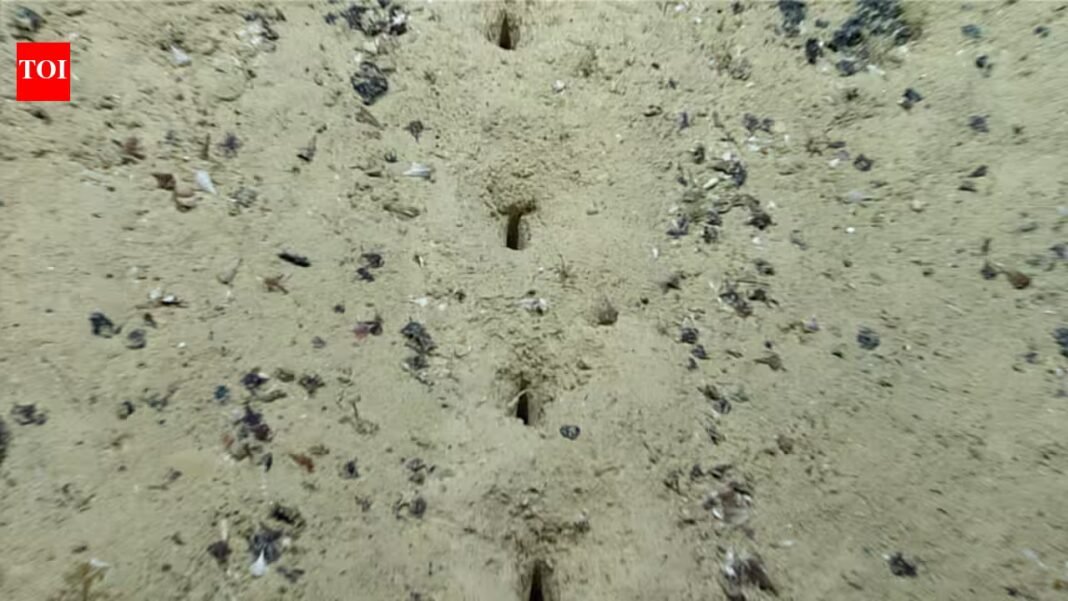 Scientists found mysterious lines of holes on the Pacific seafloor; even sediment samples failed to reveal what made them | Scientists found mysterious lines of holes on the Pacific seafloor; even sediment samples failed to reveal what made them |