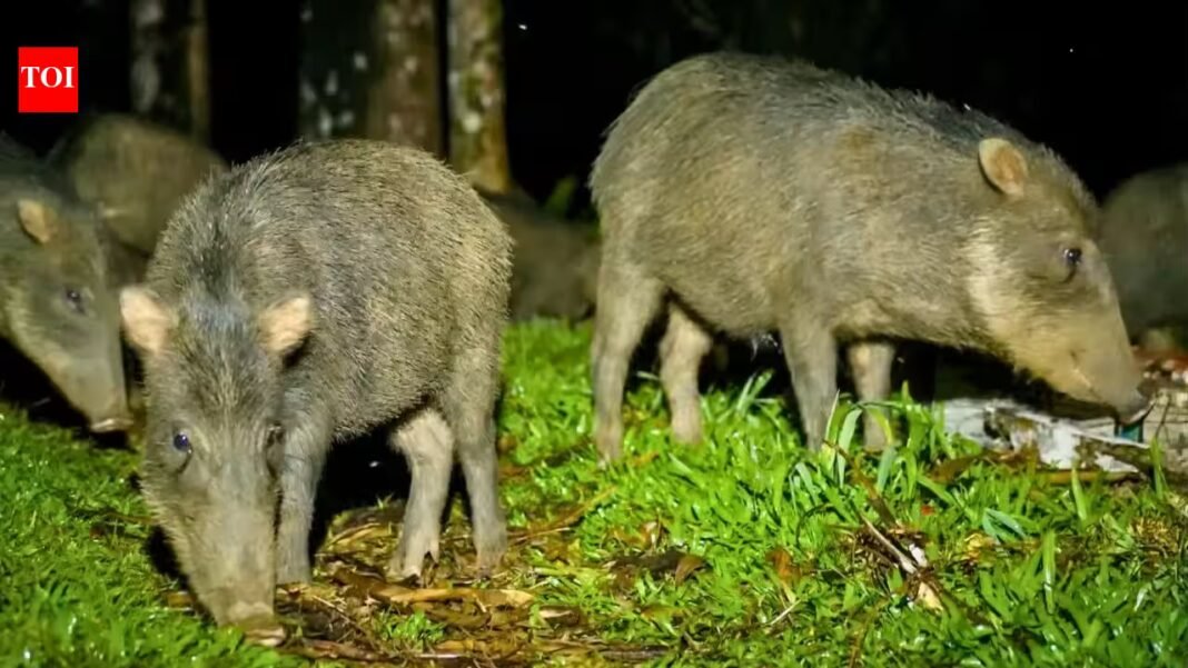 Costa Rica releases 13 white-lipped peccaries after an 18-year absence; the animals disperse seeds from 57 plant types | Costa Rica releases 13 white-lipped peccaries after an 18-year absence; the animals disperse seeds from 57 plant types |