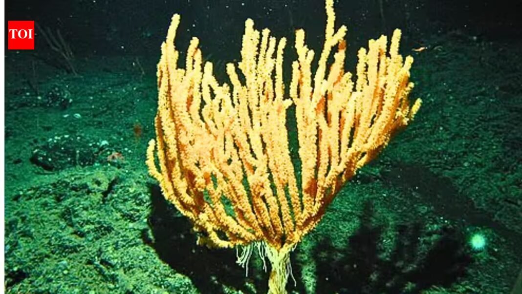 Scientists discover hidden bamboo coral forest in the South China Sea nearly 1,400 metres below the surface | Scientists discover hidden bamboo coral forest in the South China Sea nearly 1,400 metres below the surface |