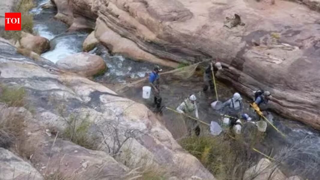 In 2006, Grand Canyon began a major trout-reduction effort in Bright Angel Creek; after invasive brown and rainbow trout were suppressed, the National Park Service says native fish populations increased by more than 400% In 2006, Grand Canyon began a major trout-reduction effort in Bright Angel Creek; after invasive brown and rainbow trout were suppressed, the National Park Service says native fish populations increased by more than 400%