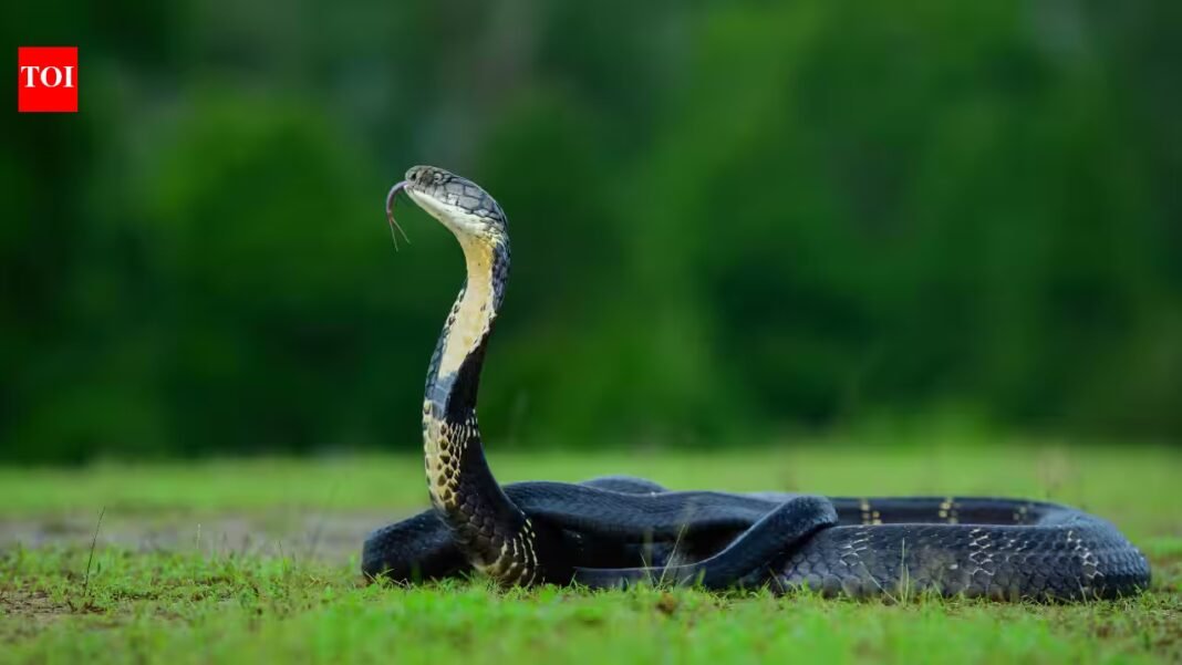 Venomous snakes are more likely than non-venomous species to have conspicuous colours; researchers suggest that visibility may play a role in how predators recognise potential danger Venomous snakes are more likely than non-venomous species to have conspicuous colours; researchers suggest that visibility may play a role in how predators recognise potential danger