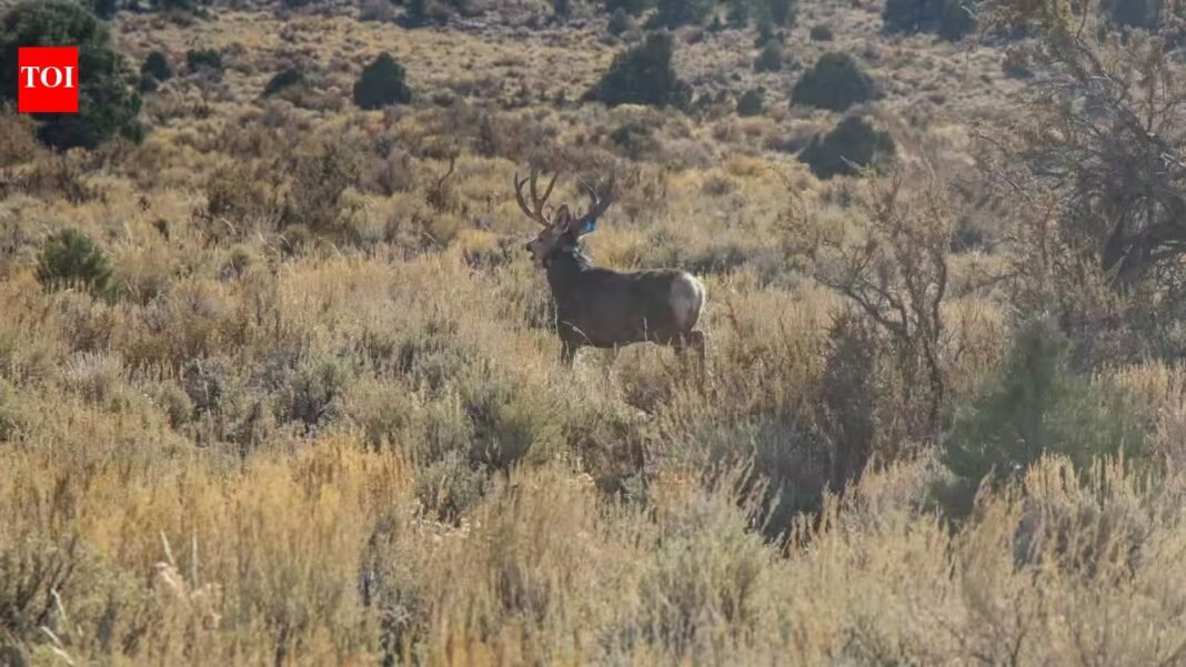 Nevada’s ‘lost’ species raise extinction fears as new journal tracks missing plants and animals; US wildlife agency staffing falls 38% in state, over 4,300 species globally unrecorded for a decade Nevada’s ‘lost’ species raise extinction fears as new journal tracks missing plants and animals; US wildlife agency staffing falls 38% in state, over 4,300 species globally unrecorded for a decade