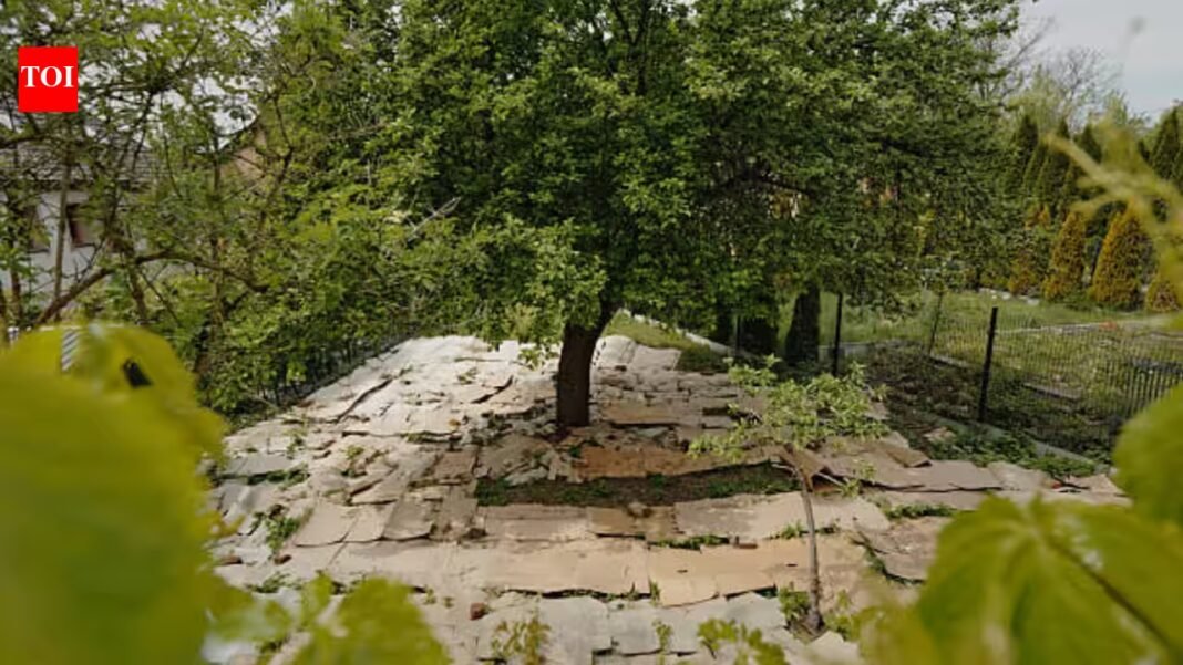 In 2022 US Department of Agriculture funded a trial by spreading cardboard in gardens to avoid weeds; by the second season weeds covered only 15% of the cardboard beds compared to 45% in tilted beds In 2022 US Department of Agriculture funded a trial by spreading cardboard in gardens to avoid weeds; by the second season weeds covered only 15% of the cardboard beds compared to 45% in tilted beds