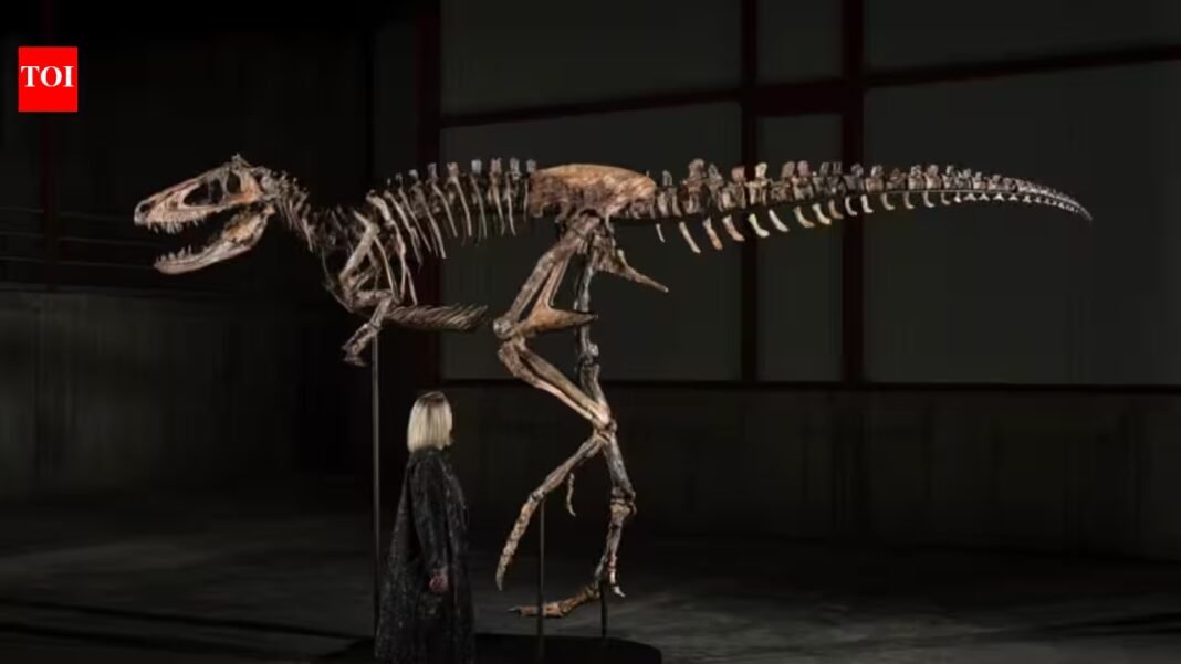A Montana rancher found this dinosaur in 2019; now the 70%-complete Nanotyrannus, one of only three known skeletons, is on display in New York before an auction carrying a $6 million to $9 million estimate A Montana rancher found this dinosaur in 2019; now the 70%-complete Nanotyrannus, one of only three known skeletons, is on display in New York before an auction carrying a $6 million to $9 million estimate