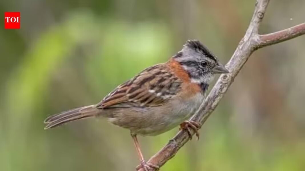 Scientists recreated a bird song recorded in the 1960s using a computer; modern sparrows began copying it, raising a new possibility for restoring lost bird calls Scientists recreated a bird song recorded in the 1960s using a computer; modern sparrows began copying it, raising a new possibility for restoring lost bird calls