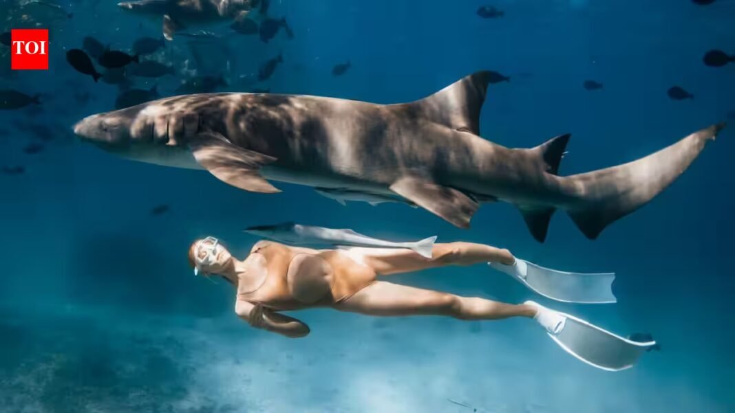 Scientists surveyed people who went on shark tours in Hawaii and found they were 40% more likely to engage in shark conservation than they would have been without the experience Scientists surveyed people who went on shark tours in Hawaii and found they were 40% more likely to engage in shark conservation than they would have been without the experience