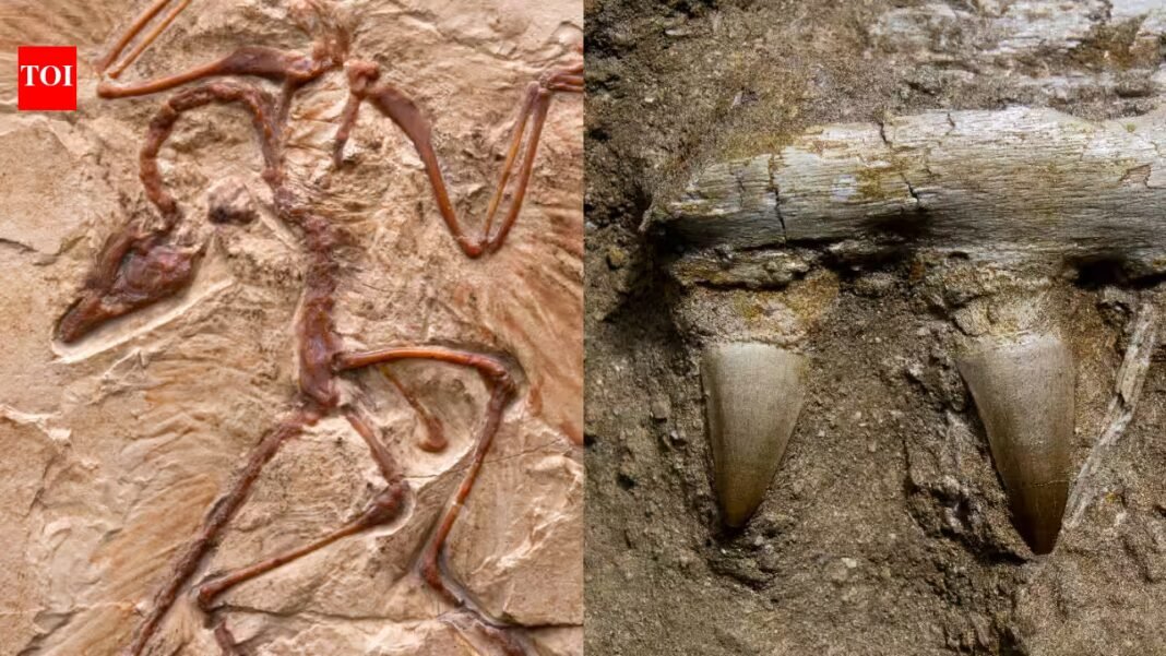 A 150-million-year-old bird fossil has unusually small wings and dinosaur-like teeth; the discovery challenges the idea that the earliest birds were all built primarily for flight A 150-million-year-old bird fossil has unusually small wings and dinosaur-like teeth; the discovery challenges the idea that the earliest birds were all built primarily for flight