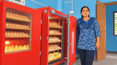 In 2023, South Andaman’s Rajeshwari had just five backyard birds and no scientific poultry experience; today her expanded unit produces about 2,000 chicks a month and an estimated ₹1.91 lakh monthly net profit In 2023, South Andaman’s Rajeshwari had just five backyard birds and no scientific poultry experience; today her expanded unit produces about 2,000 chicks a month and an estimated ₹1.91 lakh monthly net profit