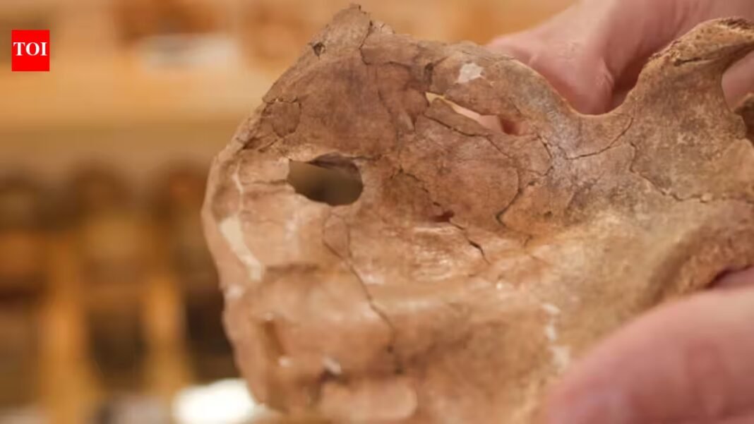 A Neanderthal survived a severe facial injury for at least a year before dying 75,000 years ago; a 15mm shoulder-blade hole may be the earliest evidence of lethal violence with a wooden spear A Neanderthal survived a severe facial injury for at least a year before dying 75,000 years ago; a 15mm shoulder-blade hole may be the earliest evidence of lethal violence with a wooden spear