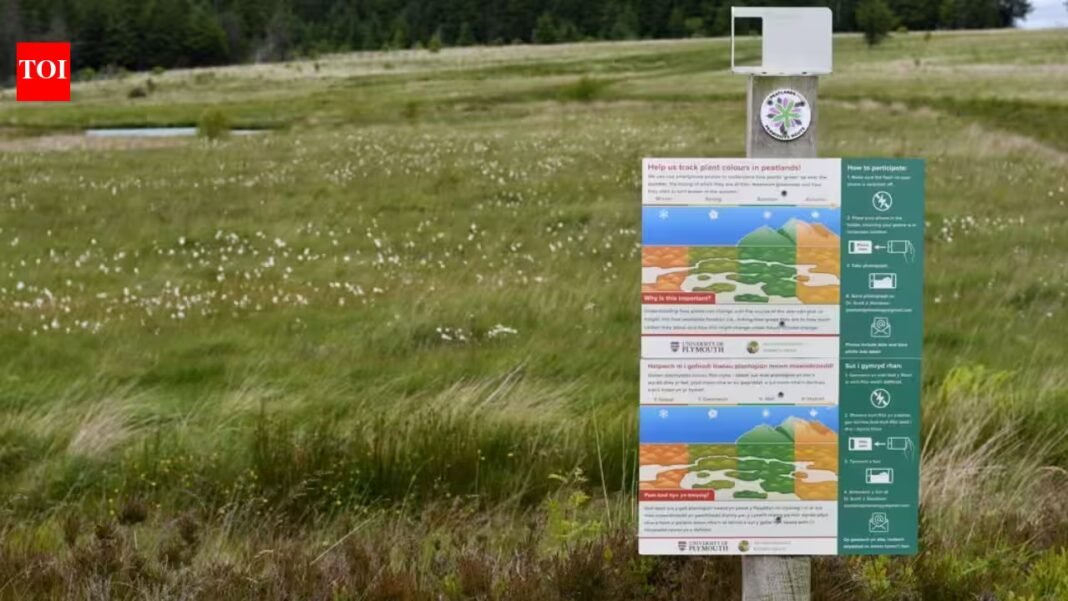 South Wales rewetted damaged peatlands; monitoring recorded expanding water-vole signs alongside recovering bog plants and wildlife | South Wales rewetted damaged peatlands; monitoring recorded expanding water-vole signs alongside recovering bog plants and wildlife |