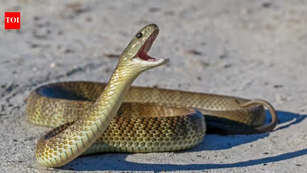 Dozens of venomous snakes were spotted inside an Australian airport, including a Qantas lounge; catchers say they appeared almost everywhere-from passenger areas to offices Dozens of venomous snakes were spotted inside an Australian airport, including a Qantas lounge; catchers say they appeared almost everywhere-from passenger areas to offices