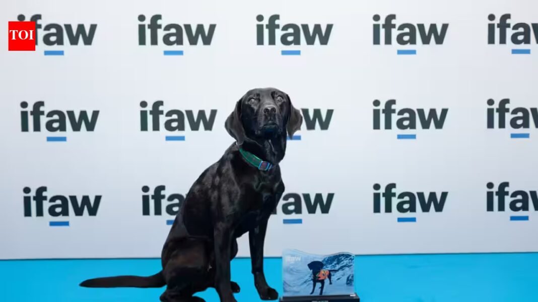 A Labrador once trained for mountain rescue becomes a marine conservation detection dog; Sgiath can sniff out the invasive organism known as “sea vomit” and wins IFAW’s 2026 Animal of the Year Award A Labrador once trained for mountain rescue becomes a marine conservation detection dog; Sgiath can sniff out the invasive organism known as “sea vomit” and wins IFAW’s 2026 Animal of the Year Award