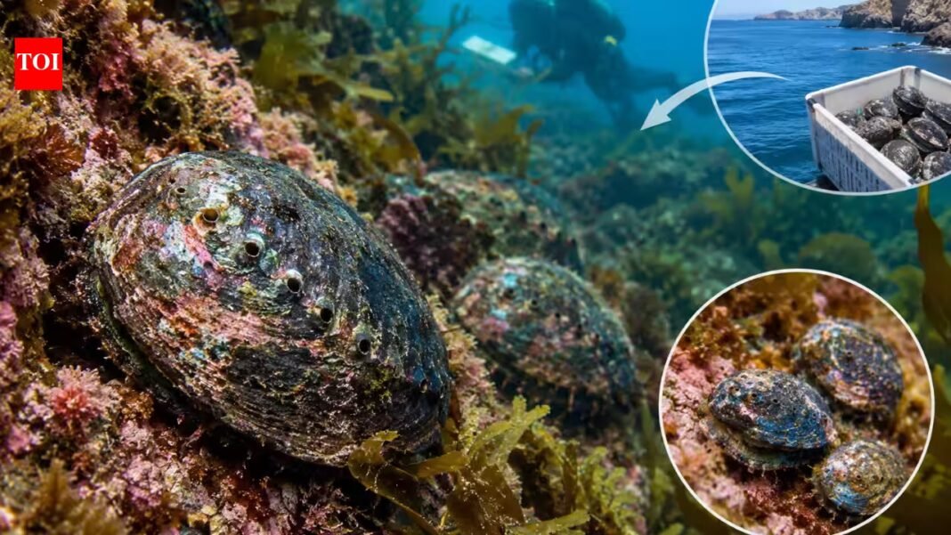In 2023, California scientists moved 246 endangered black abalone to a protected coastline; three years later, site counts rose from 54 to 302, density hit 1 per sq metre and juveniles appeared In 2023, California scientists moved 246 endangered black abalone to a protected coastline; three years later, site counts rose from 54 to 302, density hit 1 per sq metre and juveniles appeared