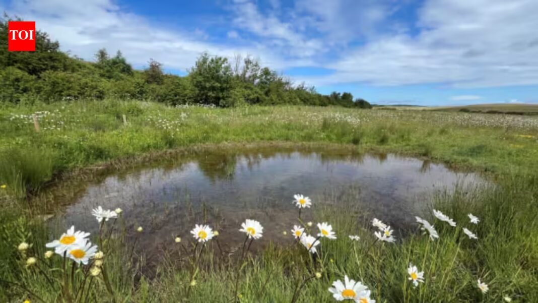 England put £25 million into 20 nature projects in 2024; two years later, they had improved 4,800 hectares, planted 127,500 trees and beaten the programme’s habitat target by nearly 30% England put £25 million into 20 nature projects in 2024; two years later, they had improved 4,800 hectares, planted 127,500 trees and beaten the programme’s habitat target by nearly 30%
