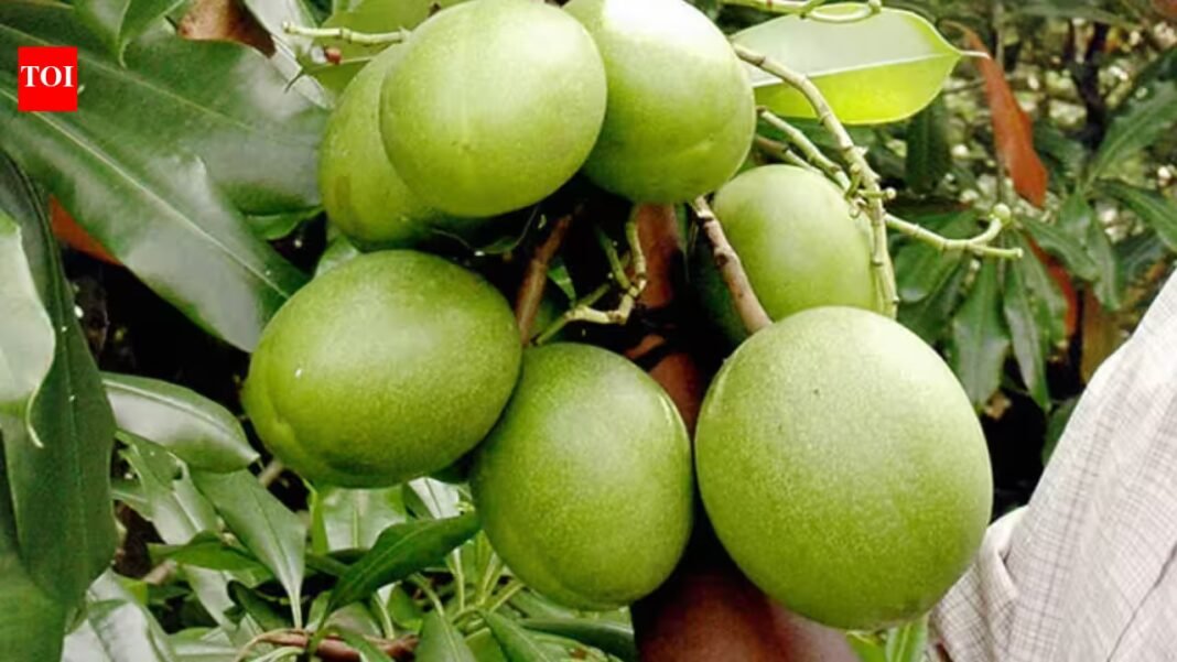 The ‘suicide tree’ of Kerala: How an innocent-looking fruit became linked to hundreds of deaths and a forensic puzzle The ‘suicide tree’ of Kerala: How an innocent-looking fruit became linked to hundreds of deaths and a forensic puzzle