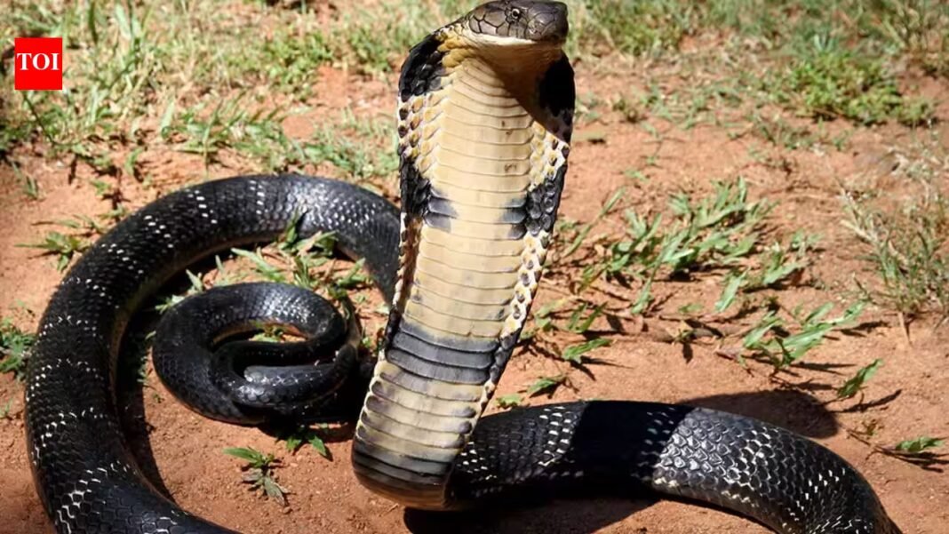 Scientists develop AI sensor that identifies cobra or viper venom with 95% accuracy in 4 minutes; how liquid crystals make it possible | Scientists develop AI sensor that identifies cobra or viper venom with 95% accuracy in 4 minutes; how liquid crystals make it possible |
