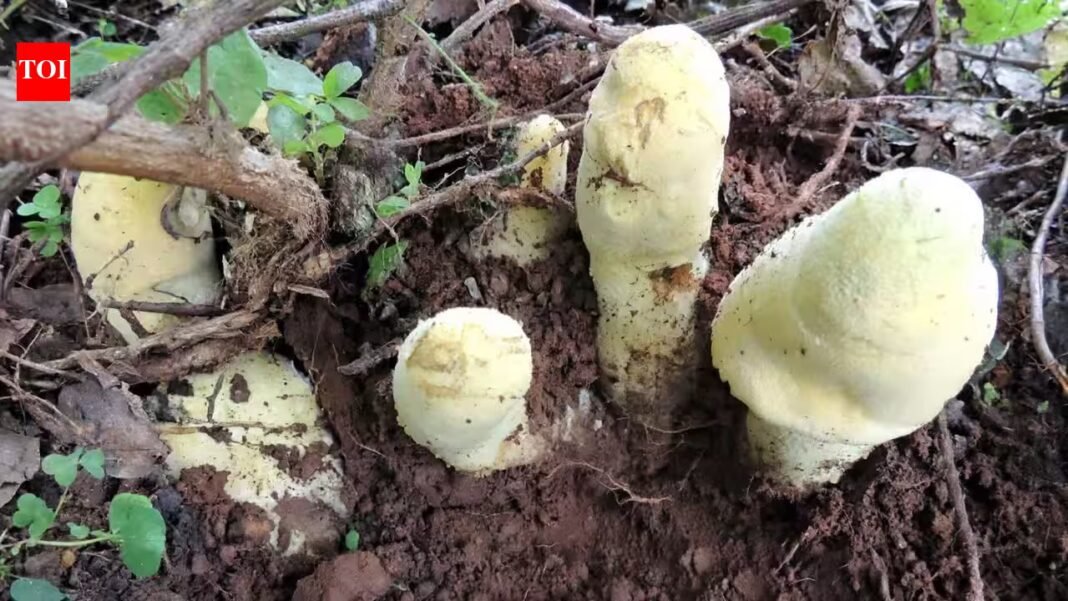 Scientists discover a giant fungus in China that grows up to 50 cm tall, weighs 2.2 kg, and traces its origins to 65 million years ago | Scientists discover a giant fungus in China that grows up to 50 cm tall, weighs 2.2 kg, and traces its origins to 65 million years ago |